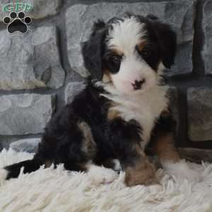 Chloe, Mini Bernedoodle Puppy