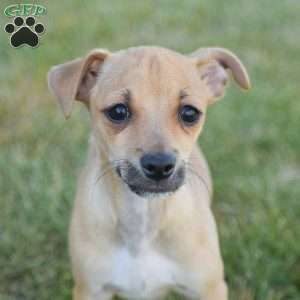 Aiden, Chihuahua Puppy