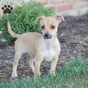 Aiden, Chihuahua Puppy