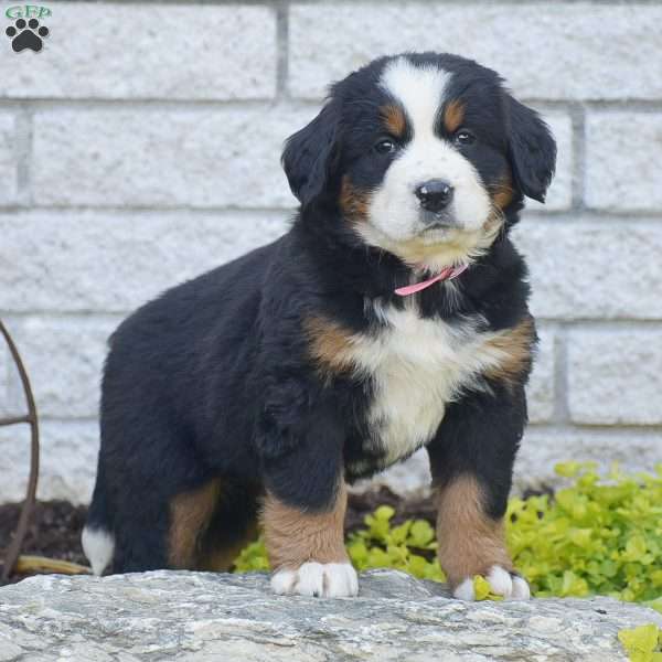 Sophia, Bernese Mountain Dog Puppy