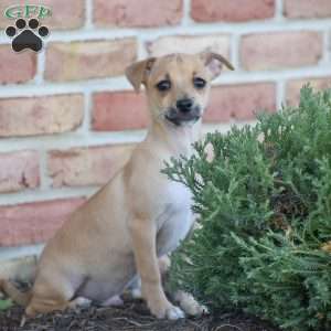 Aiden, Chihuahua Puppy