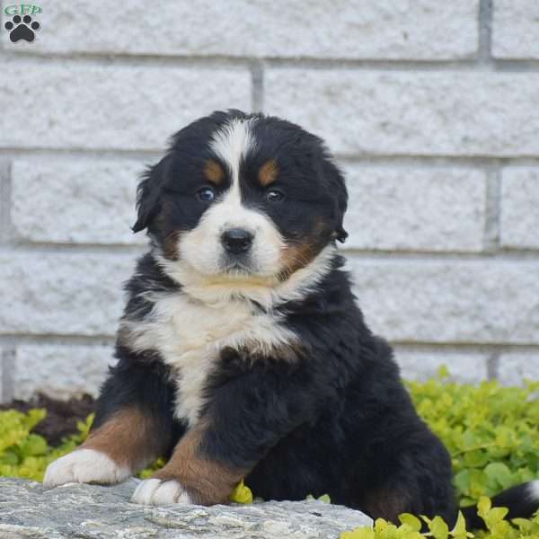 Samson, Bernese Mountain Dog Puppy