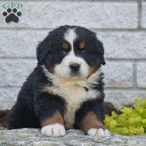 Samson, Bernese Mountain Dog Puppy
