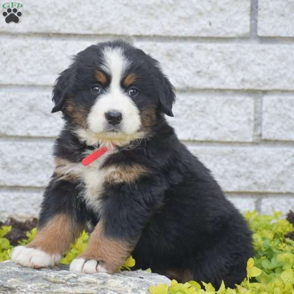Sarah, Bernese Mountain Dog Puppy