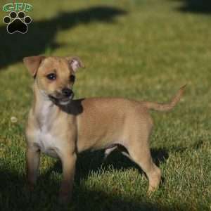 Aiden, Chihuahua Puppy