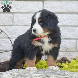 Sarah, Bernese Mountain Dog Puppy