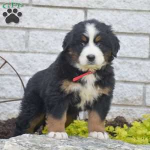 Sarah, Bernese Mountain Dog Puppy