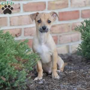 Aiden, Chihuahua Puppy