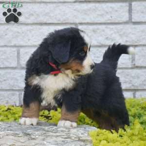 Scott, Bernese Mountain Dog Puppy