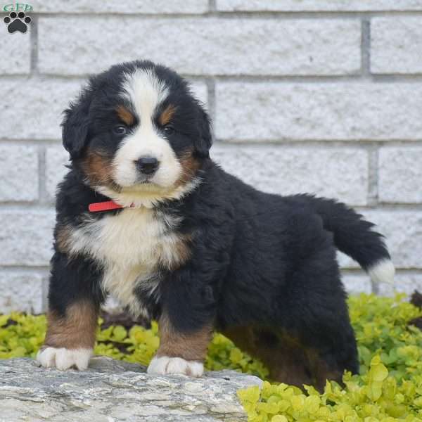 Scott, Bernese Mountain Dog Puppy