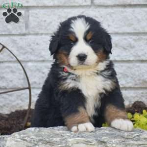 Scott, Bernese Mountain Dog Puppy
