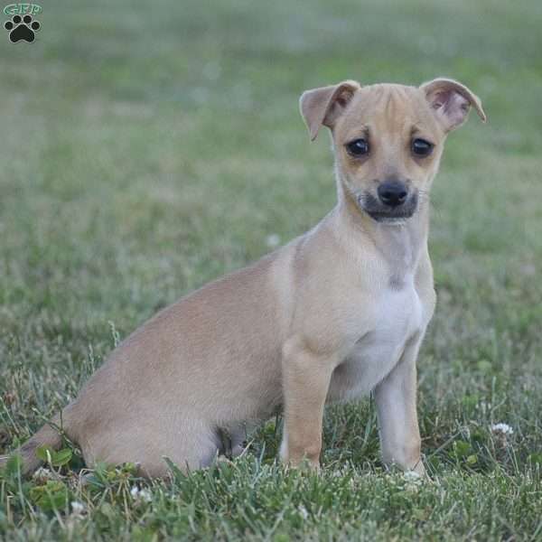 Aiden, Chihuahua Puppy