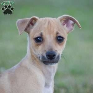 Aiden, Chihuahua Puppy