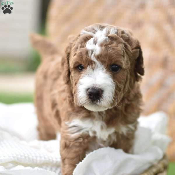Charlie, Mini Goldendoodle Puppy