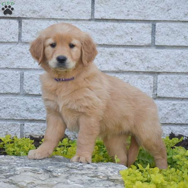 Amber, Golden Retriever Puppy