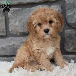 Maggie, Cavapoo Puppy