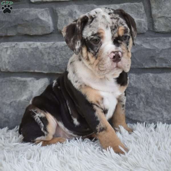 Bubba, Beabull Puppy