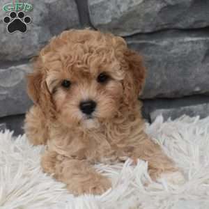 Maggie, Cavapoo Puppy