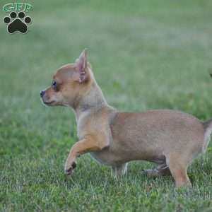Andre, Chihuahua Puppy