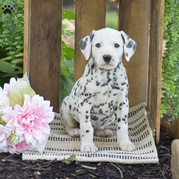 Atlas, Dalmatian Puppy