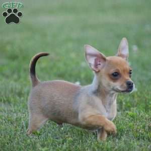 Andre, Chihuahua Puppy