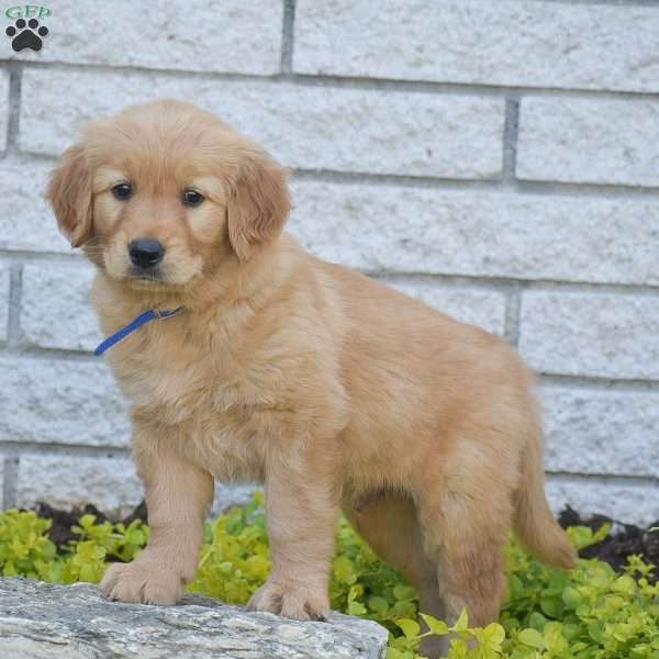 Alex, Golden Retriever Puppy