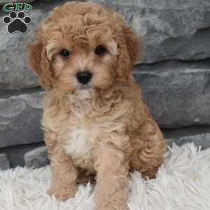 Maggie, Cavapoo Puppy