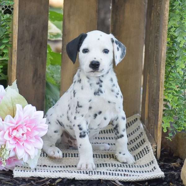 Atticus, Dalmatian Puppy