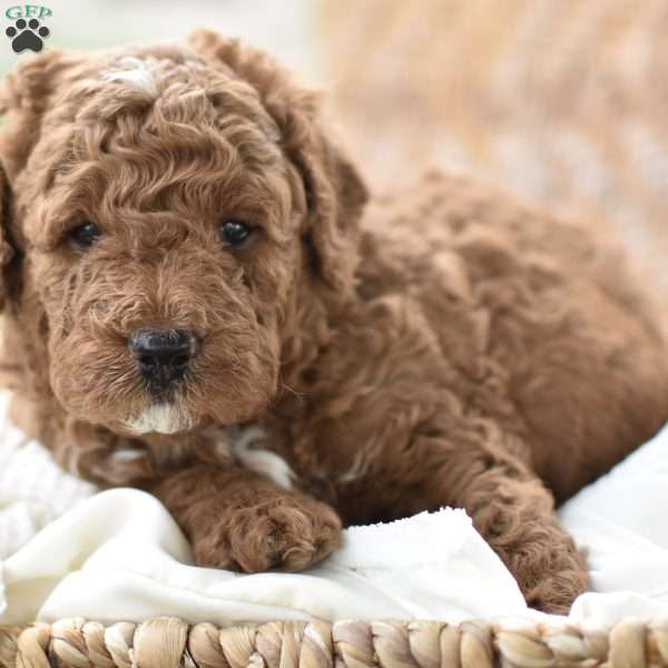 Quinn, Mini Goldendoodle Puppy