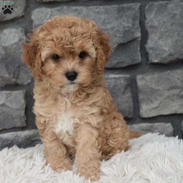 Maggie, Cavapoo Puppy