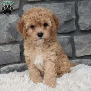 Maggie, Cavapoo Puppy