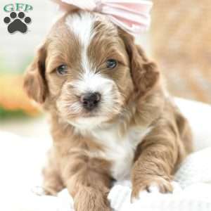 Precious, Mini Goldendoodle Puppy