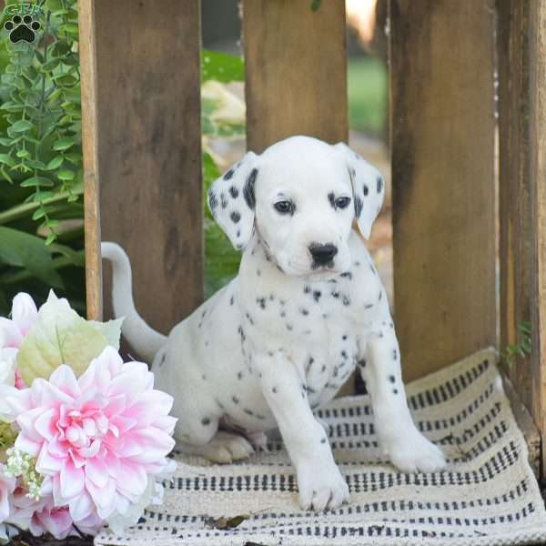 Arthur, Dalmatian Puppy