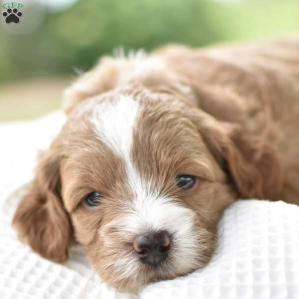 Precious, Mini Goldendoodle Puppy