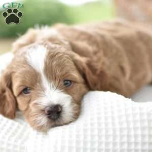 Precious, Mini Goldendoodle Puppy