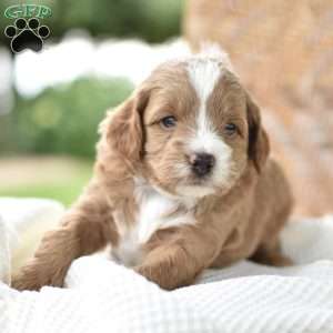 Precious, Mini Goldendoodle Puppy