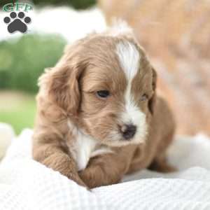 Precious, Mini Goldendoodle Puppy