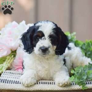 Thomas, Cockapoo Puppy