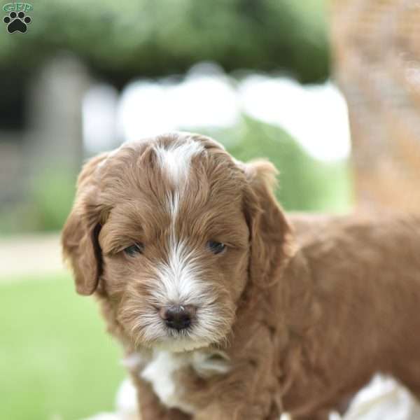 Theo, Mini Goldendoodle Puppy
