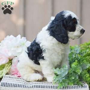 Thomas, Cockapoo Puppy