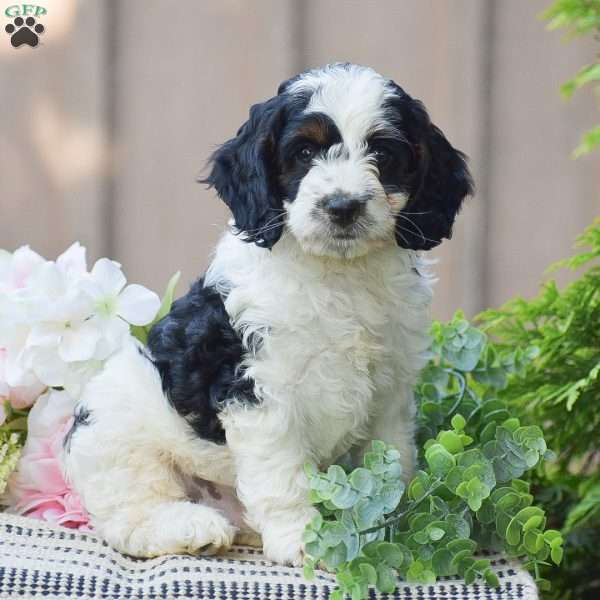 Thomas, Cockapoo Puppy