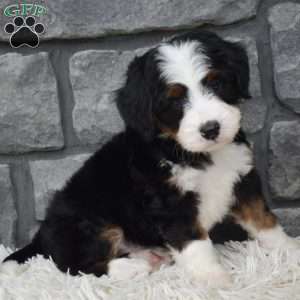 Cinnamon, Mini Bernedoodle Puppy