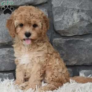Maggie, Cavapoo Puppy