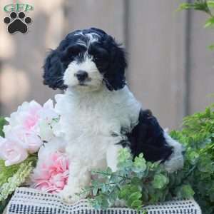 Tyler, Cockapoo Puppy