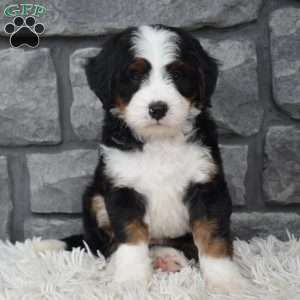 Cinnamon, Mini Bernedoodle Puppy