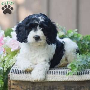 Tyler, Cockapoo Puppy