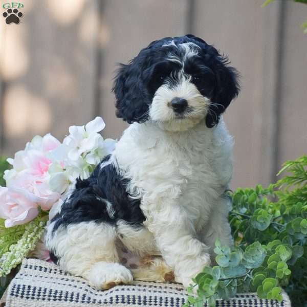 Tyler, Cockapoo Puppy