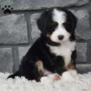 Cinnamon, Mini Bernedoodle Puppy