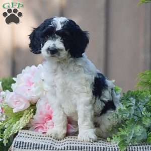 Theresa, Cockapoo Puppy