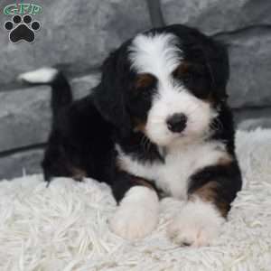 Cinnamon, Mini Bernedoodle Puppy
